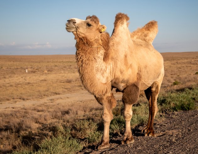 Indrukwekkende dieren