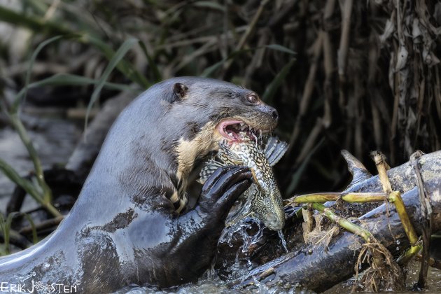 Reuzenotter