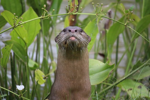 Otters in de city!