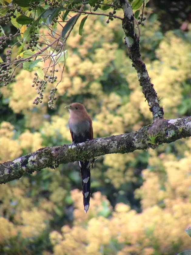 Kleurrijk vogeltje