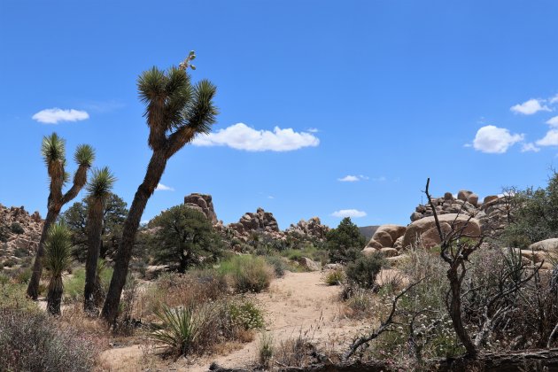 tussen de Joshua trees