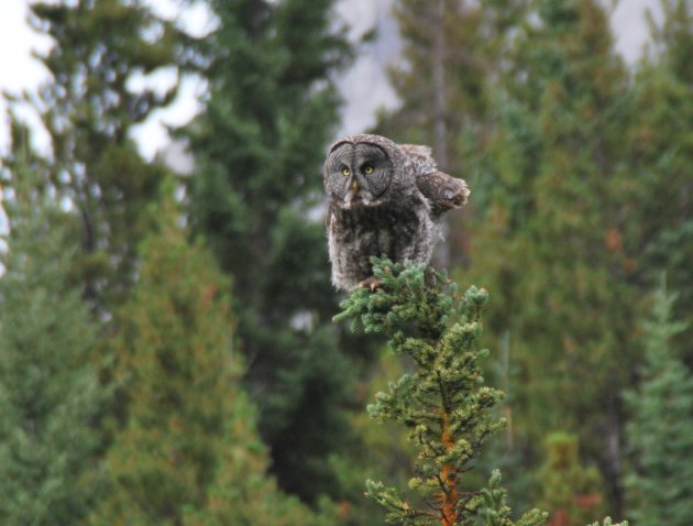 Ready for take-off