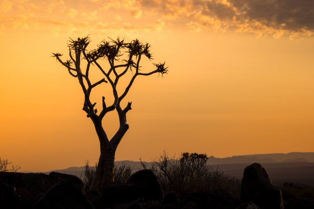 Kokerboom bij zonsondergang