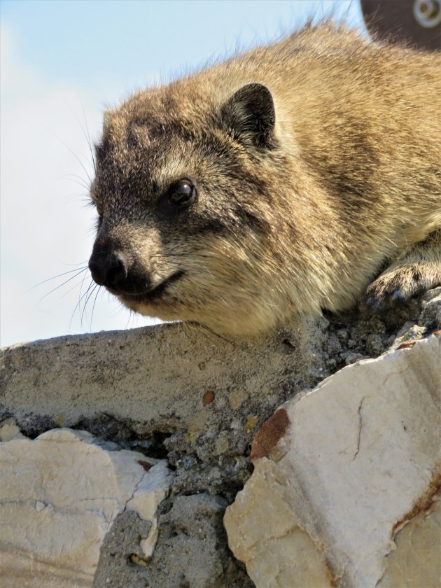 Dassie