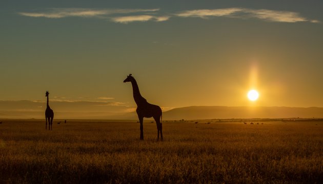 Ochtend in Masai Mara