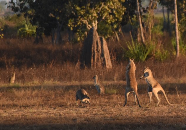 Boksende wallabies