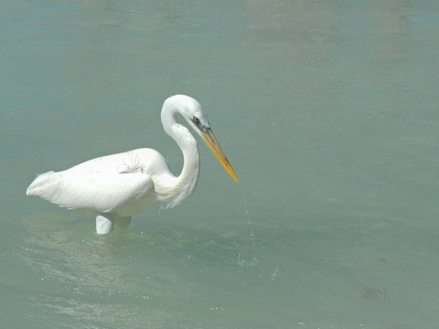 Great White Heron