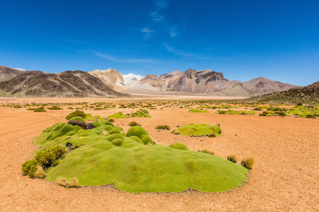 Yareta