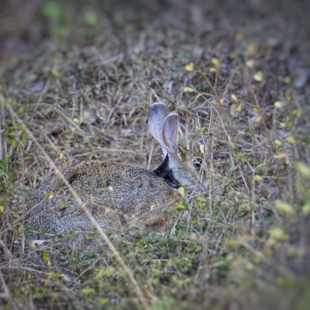 Goede camouflage