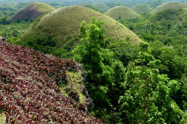 Green chocolate hills