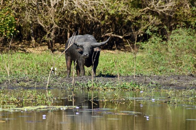 Billabong tocht over de Mary River