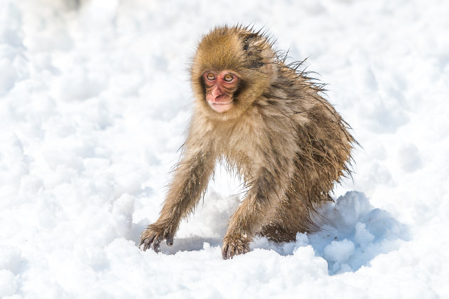 Snow Monkey Park