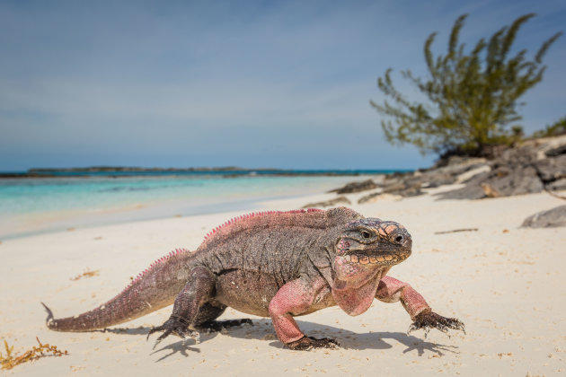 Bitter Guana Cay