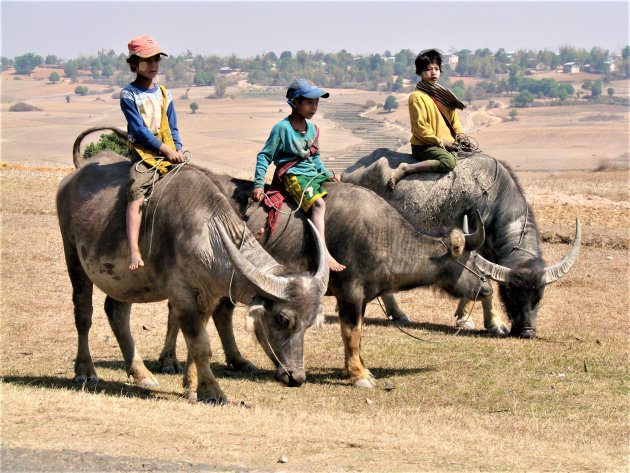 De Buffel hoeders.