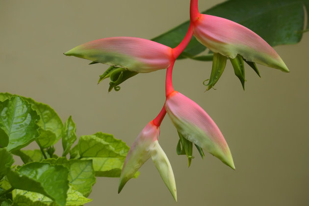 Heliconia  rostrata