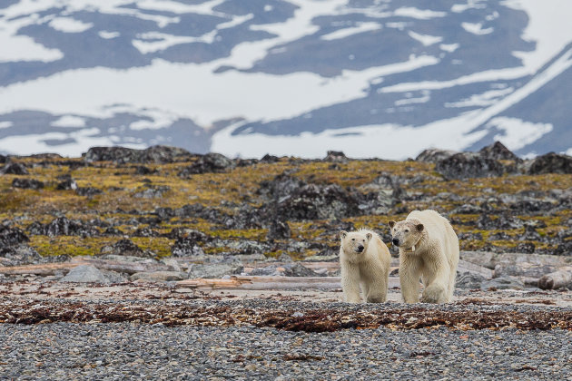 King of the Arctic