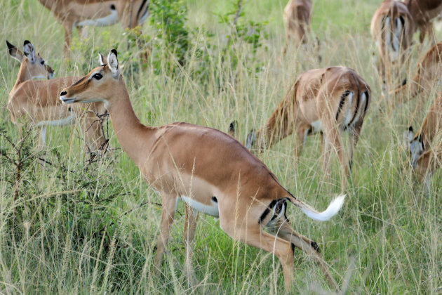 Lake Mburo