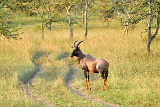 Topi gazelle