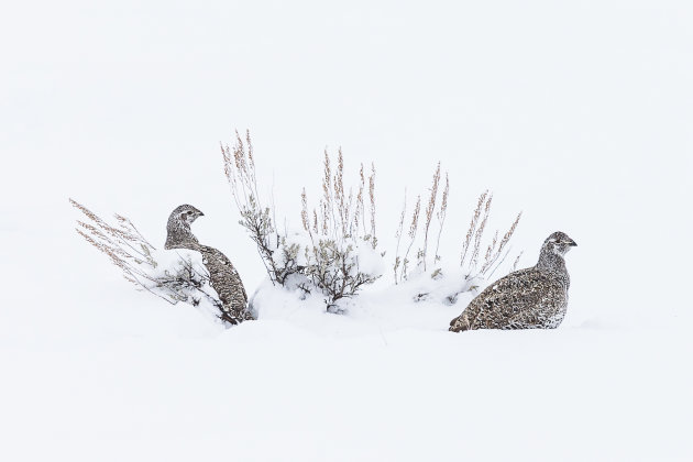 Waaierhoen in de sneeuw