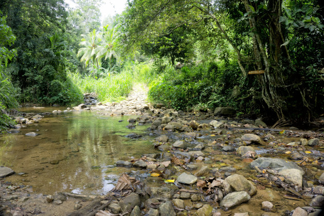 Uniek pareltje in de jungle