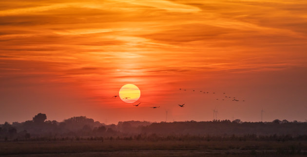 Kranen in aantocht