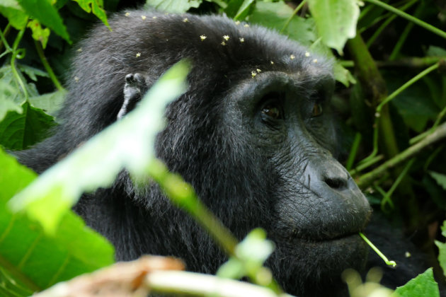 In het leefgebied van de gorilla's