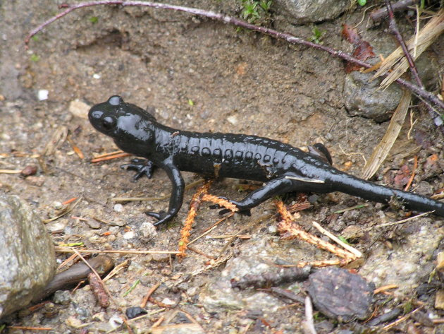 Salamander