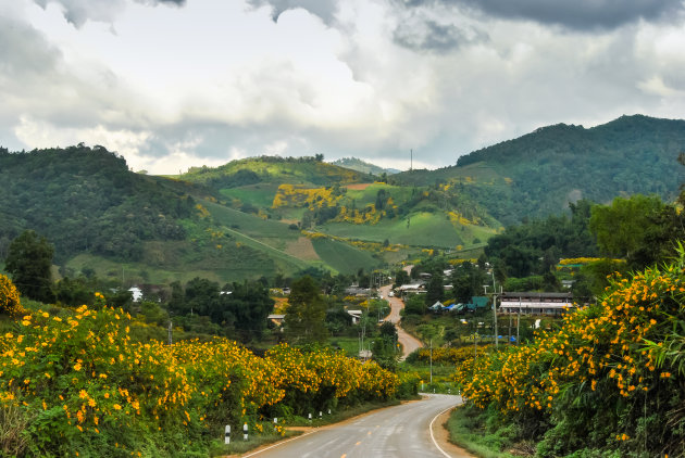 Thailand in bloei