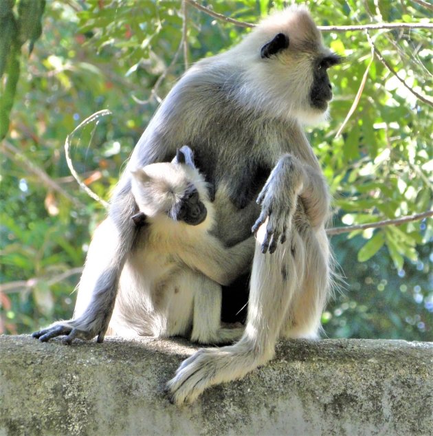 Black Face Monkeys.