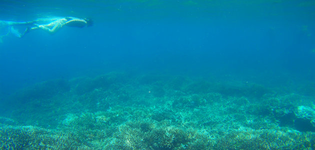 Snorkelen in Sri Lanka