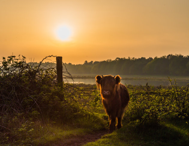 Oog in oog met Schotse Hooglander