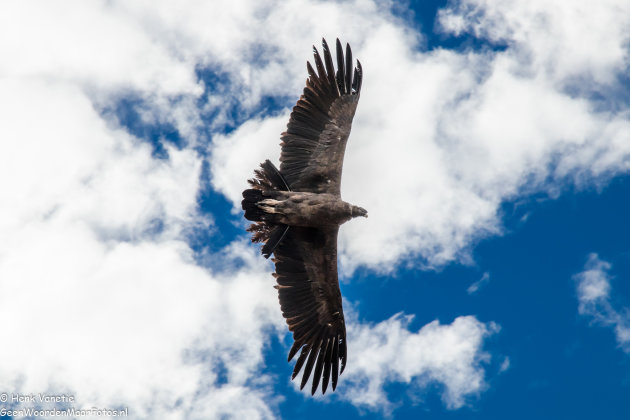 Flying Condor