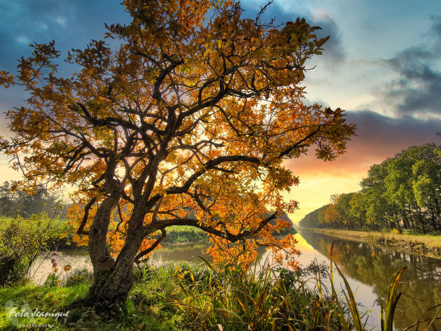 The Lock Keepers Tree