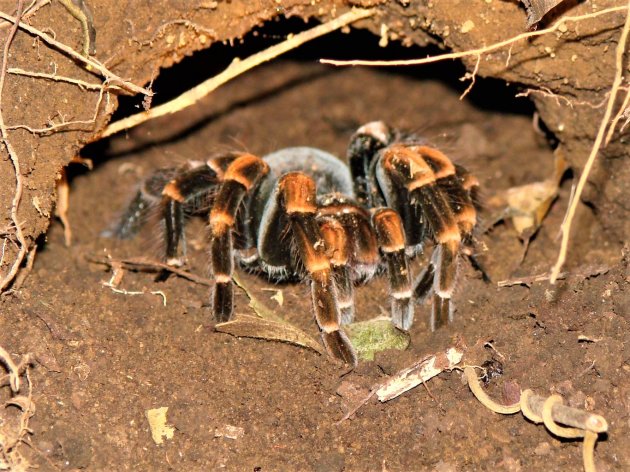 Tarantula of Vogelspin.