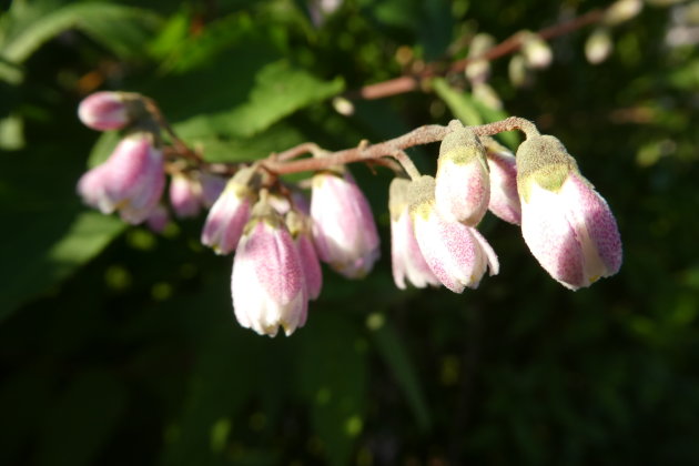 Campanula Punctata?