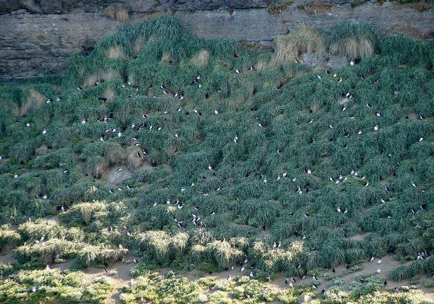 Walvissen en puffins zoeken in de baai van Husavik  (met bespaartips)