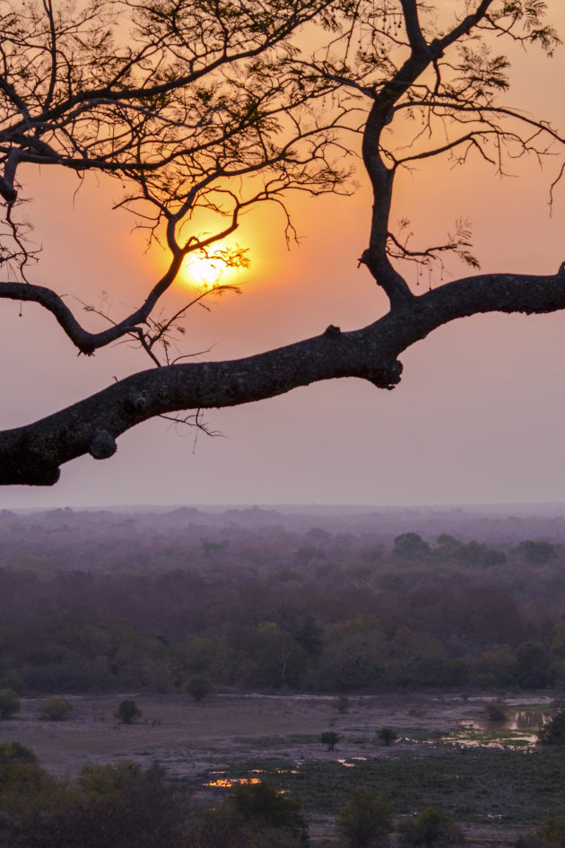 Safari light