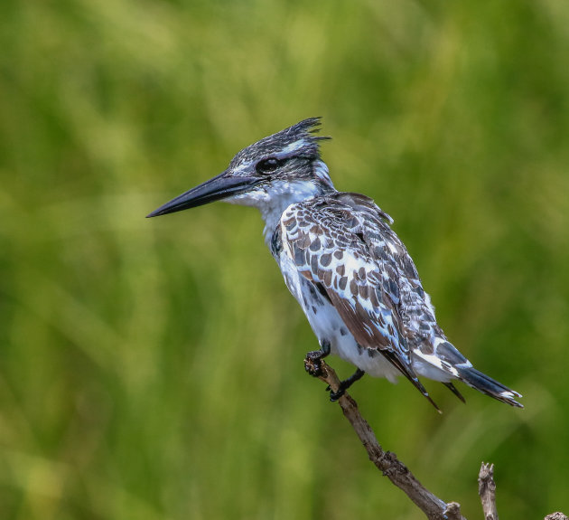 Bonte ijsvogel