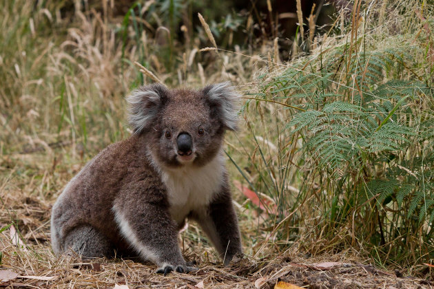 Mijn eerste koala gespot zittend langs de weg