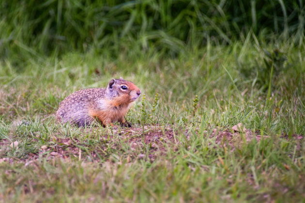 Wildlife in Canada