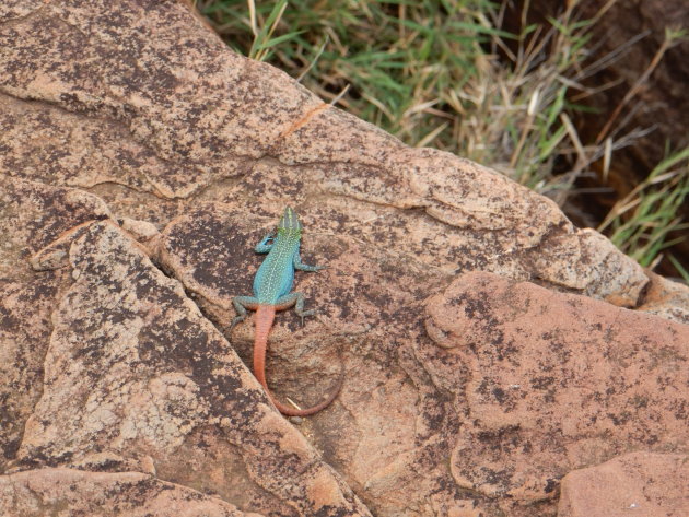 Gekleurde salamanders rondom de Blyde River Canyon