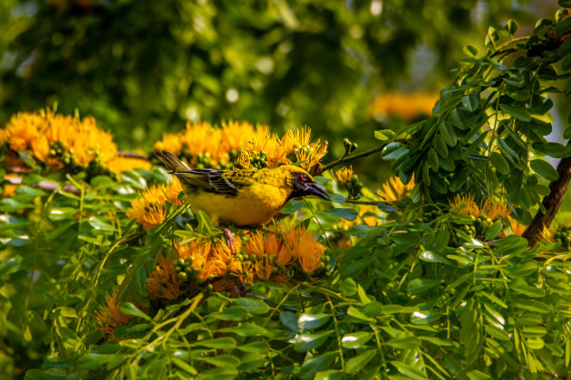 Een wielewaal tussen de bloemen