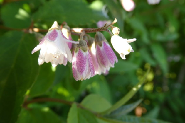 Campanula Punctata