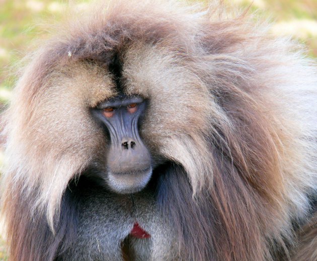 Gelada baviaan