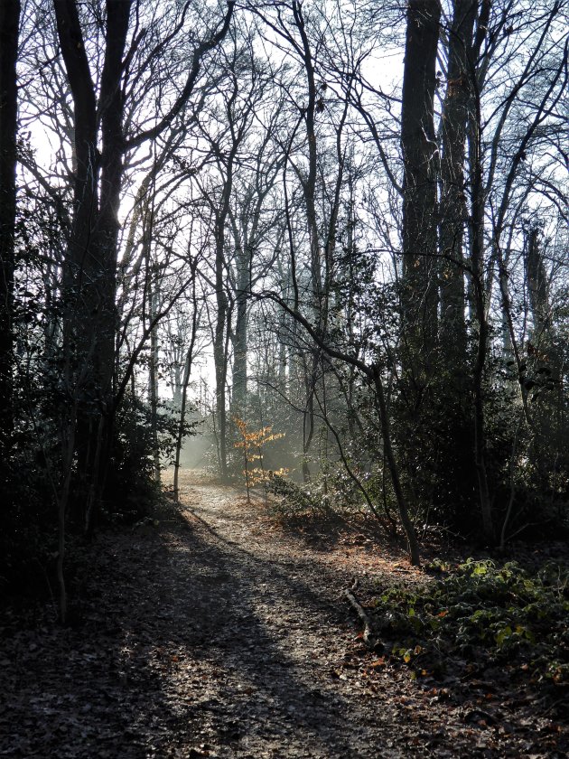 Lichte mist, bevrozen ochtenddauw en ijle vrieslucht