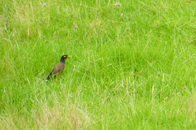 Vogels spotten