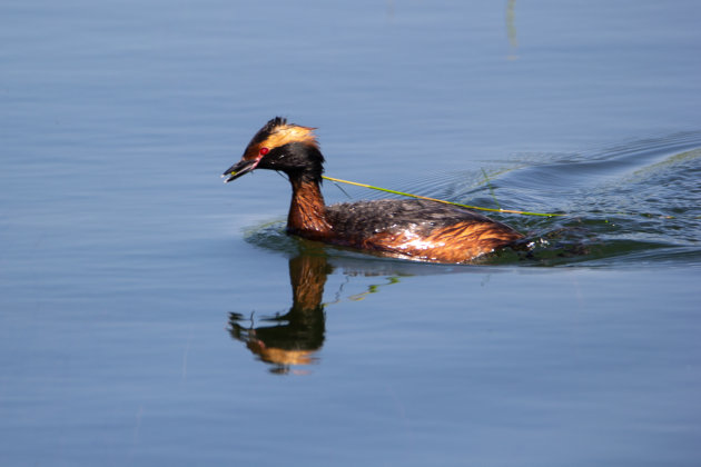 Een kuifduiker in actie.