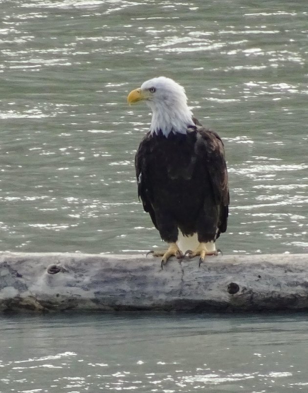 Bald Eagle