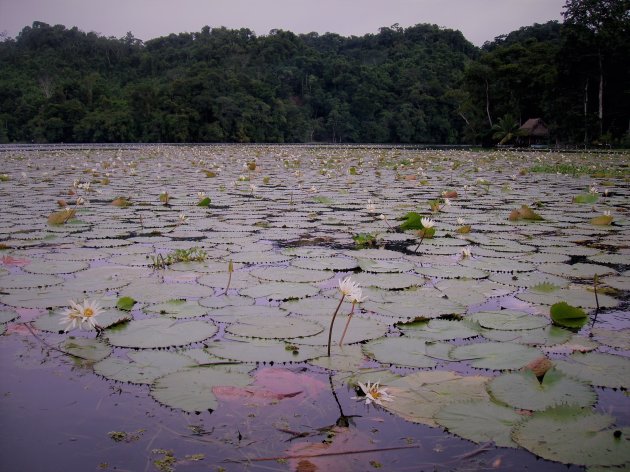 Van Rio Dulce naar Livingstone