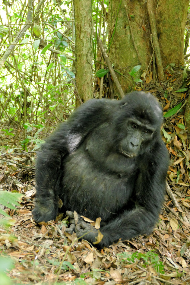 In Bwindi  impenetrable NP.